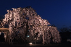 長福寺「枝垂桜」ライトアップ番外編