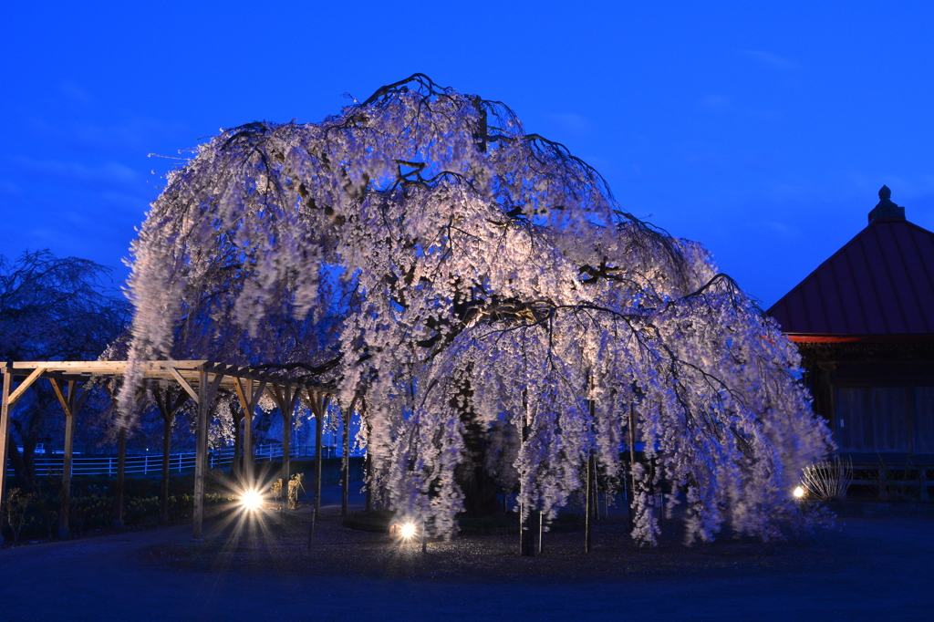 長福寺「枝垂桜」ライトアップ1