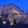 長福寺「枝垂桜」ライトアップ1