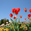 チューリップ1-わんぱく公園-