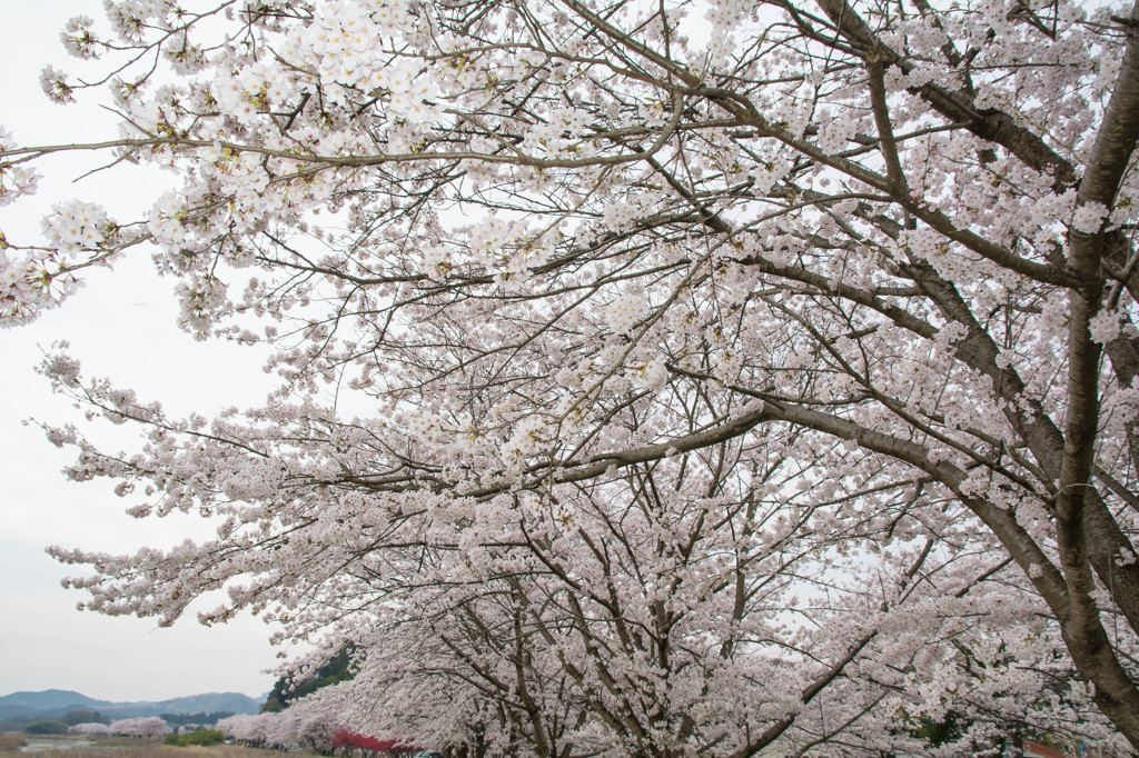 宮町桜祭り