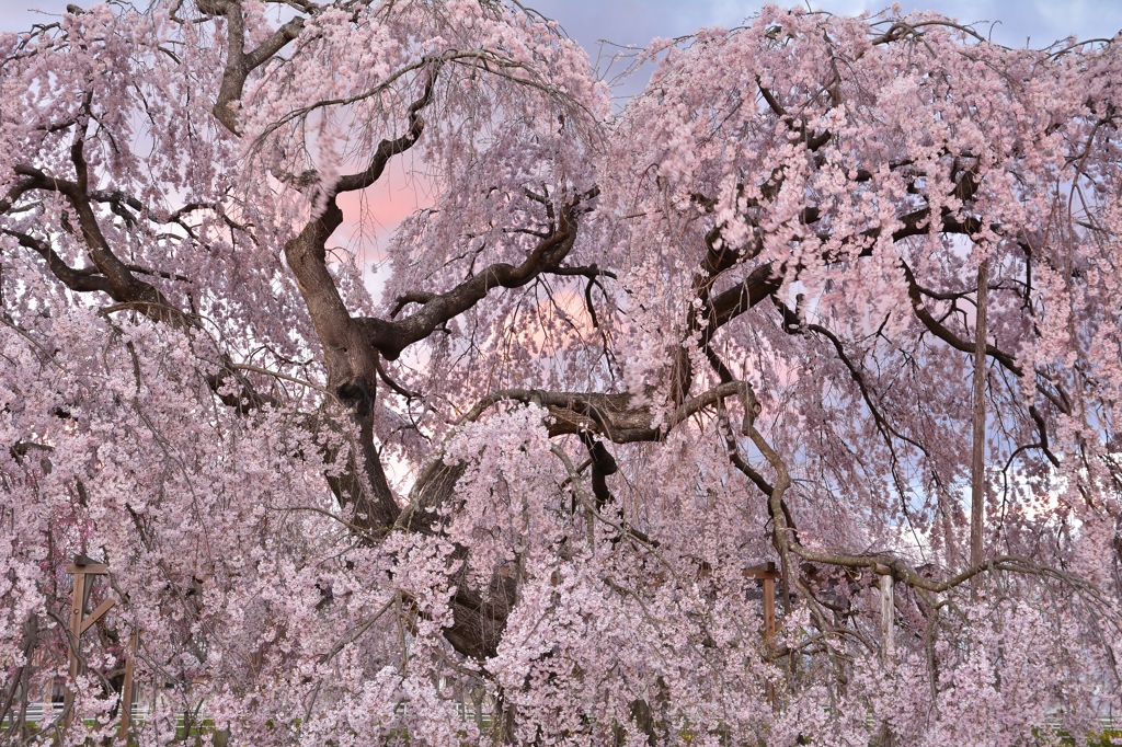 長福寺「枝垂桜」3