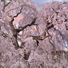 長福寺「枝垂桜」3