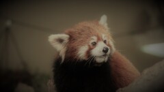 小熊猫『レッサーパンダ』