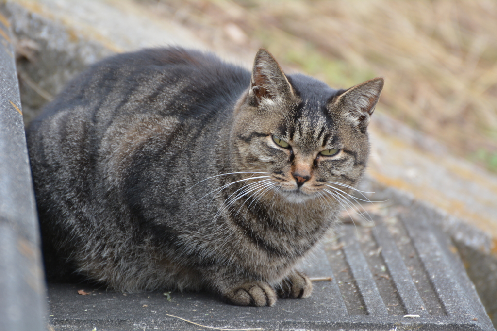 「いつもの猫NO.1」