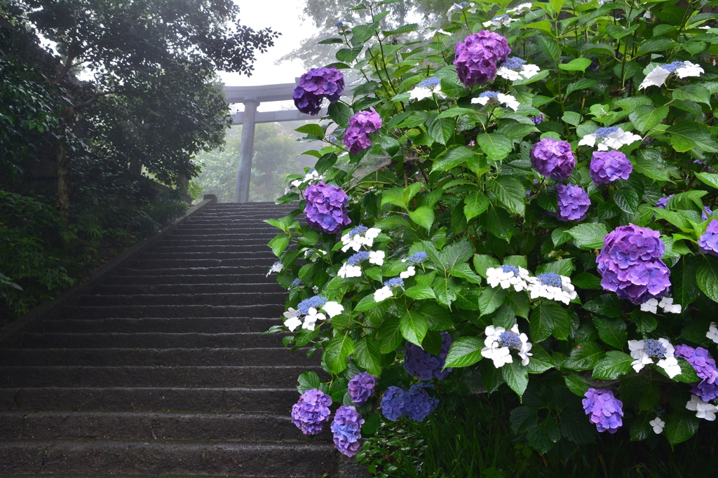 雨のあじさい坂