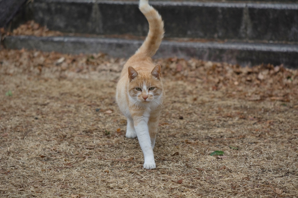 ２月２２日-猫の日-1-