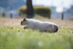 怪しい奴からは逃げるにゃん！