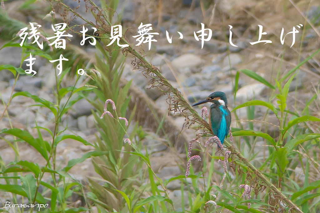 残暑お見舞い申し上げます。