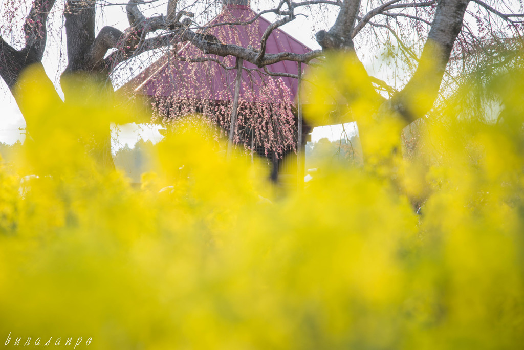 ２００歳の開花と菜の花