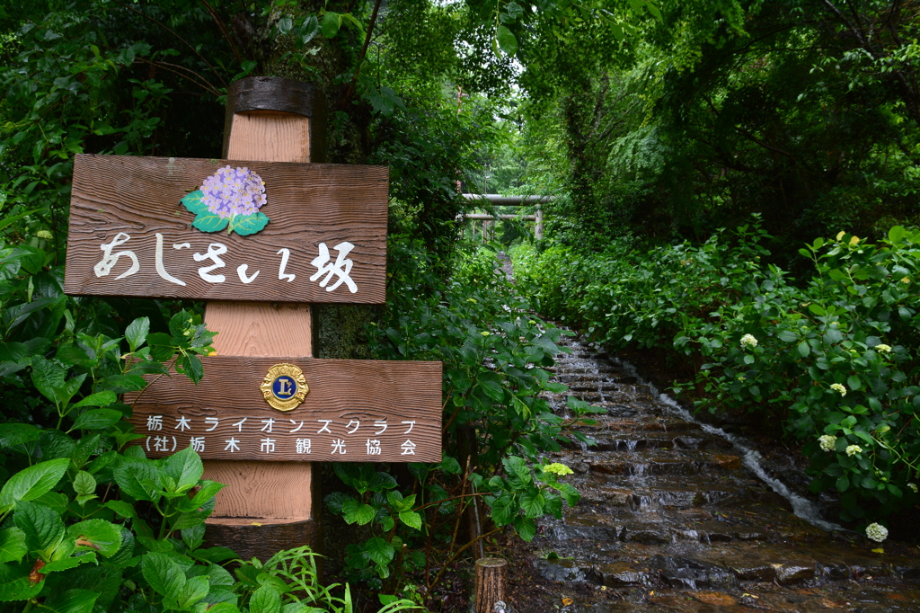 見ごろはまだまだ・・・