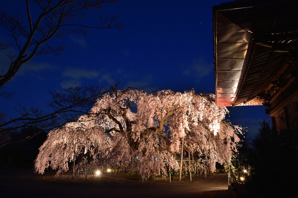 長福寺「枝垂桜」ライトアップ3