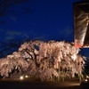 長福寺「枝垂桜」ライトアップ3