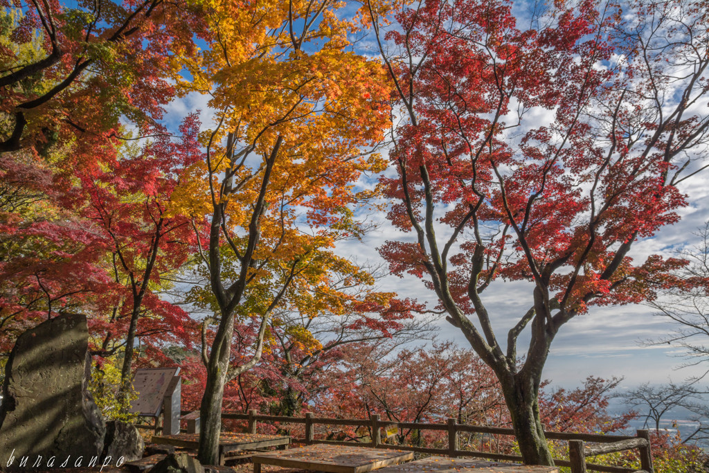 雨上がりの紅葉