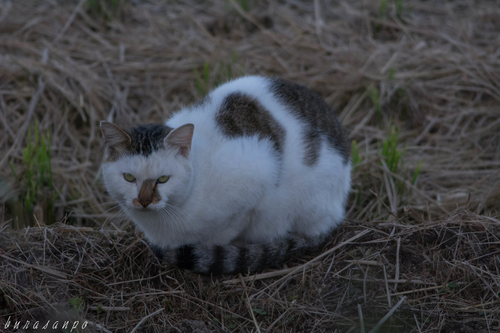 警戒野良猫