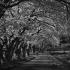 宮の桜「同行者撮影」2