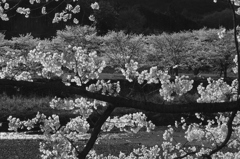宮の桜「同行者撮影」3