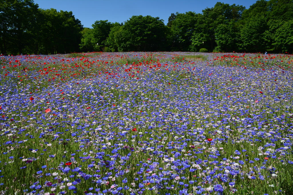 「ヤグルマギク」花園1