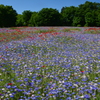 「ヤグルマギク」花園1