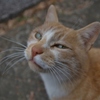 ２月２２日-猫の日-3-