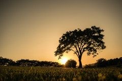 沈む夕陽といつもの木