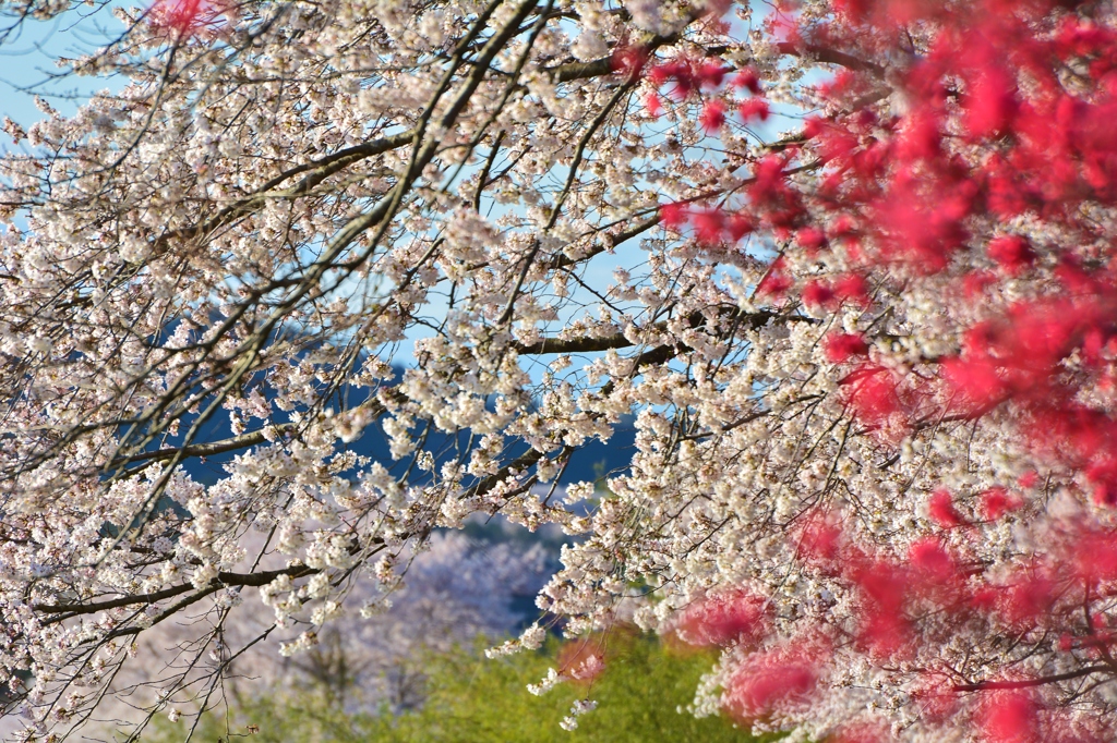 宮の桜3