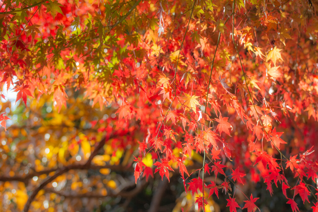 晩秋のいつもの公園散歩2