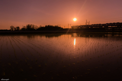 水田の夕陽電車