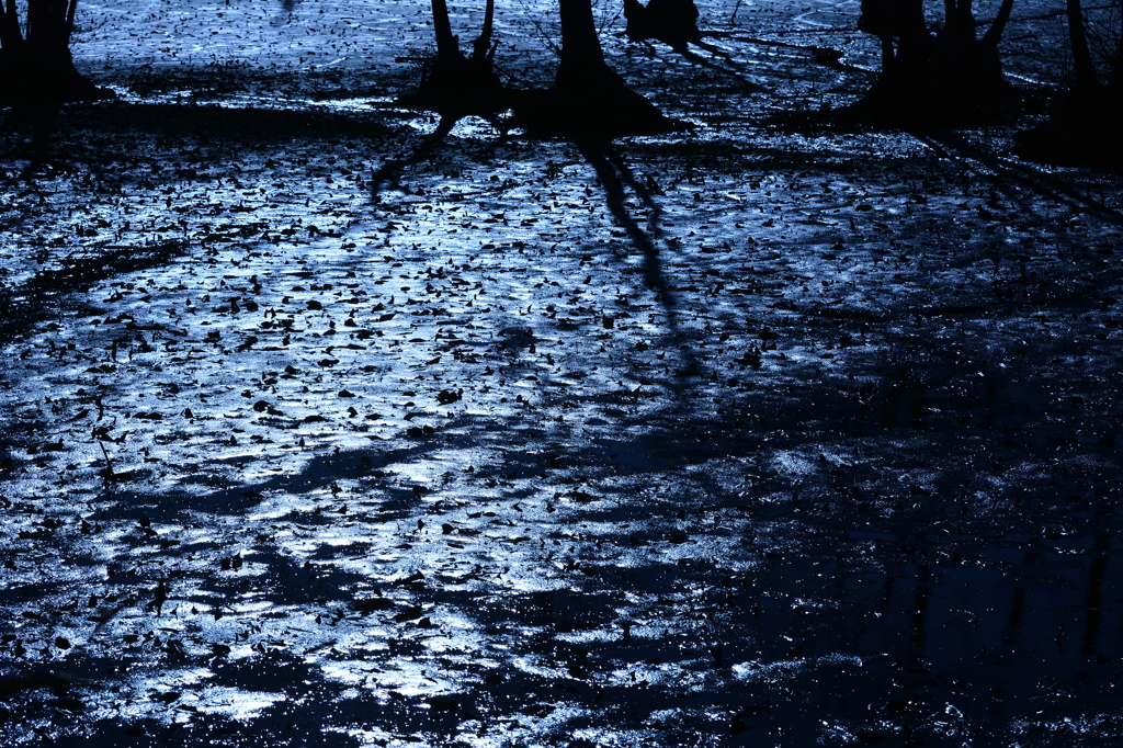 「井頭公園」湿地