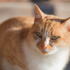 守り猫の貫禄