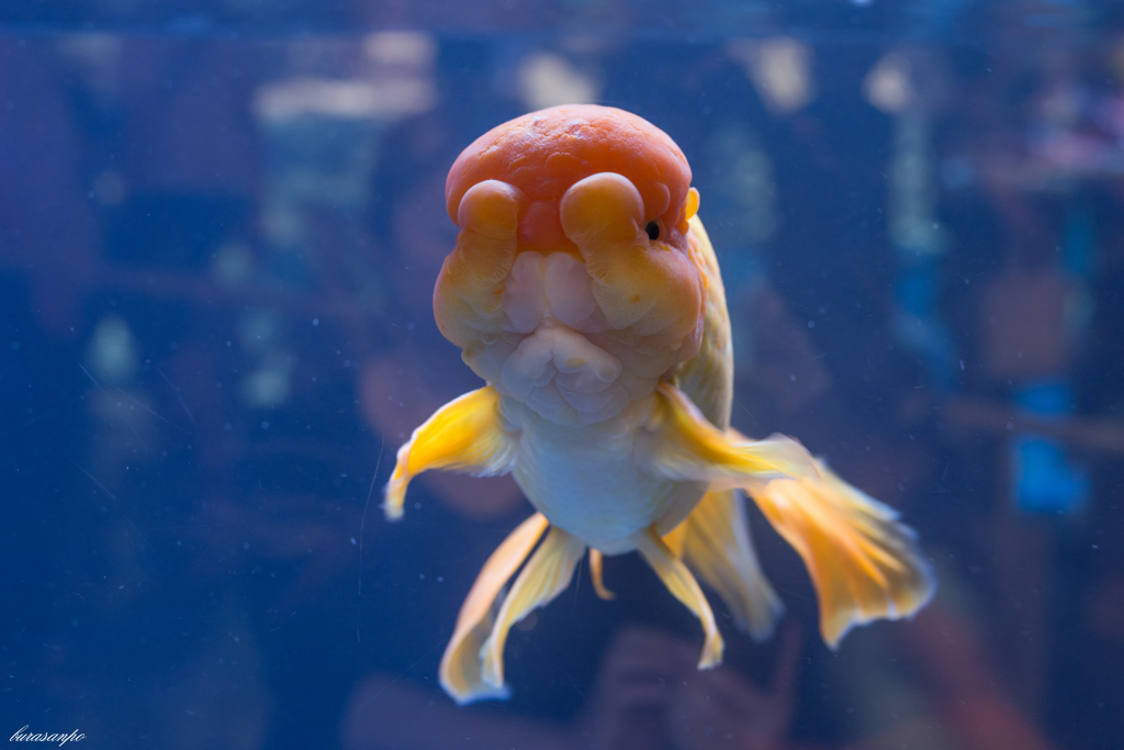 ぶさかわ金魚