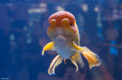 ぶさかわ金魚