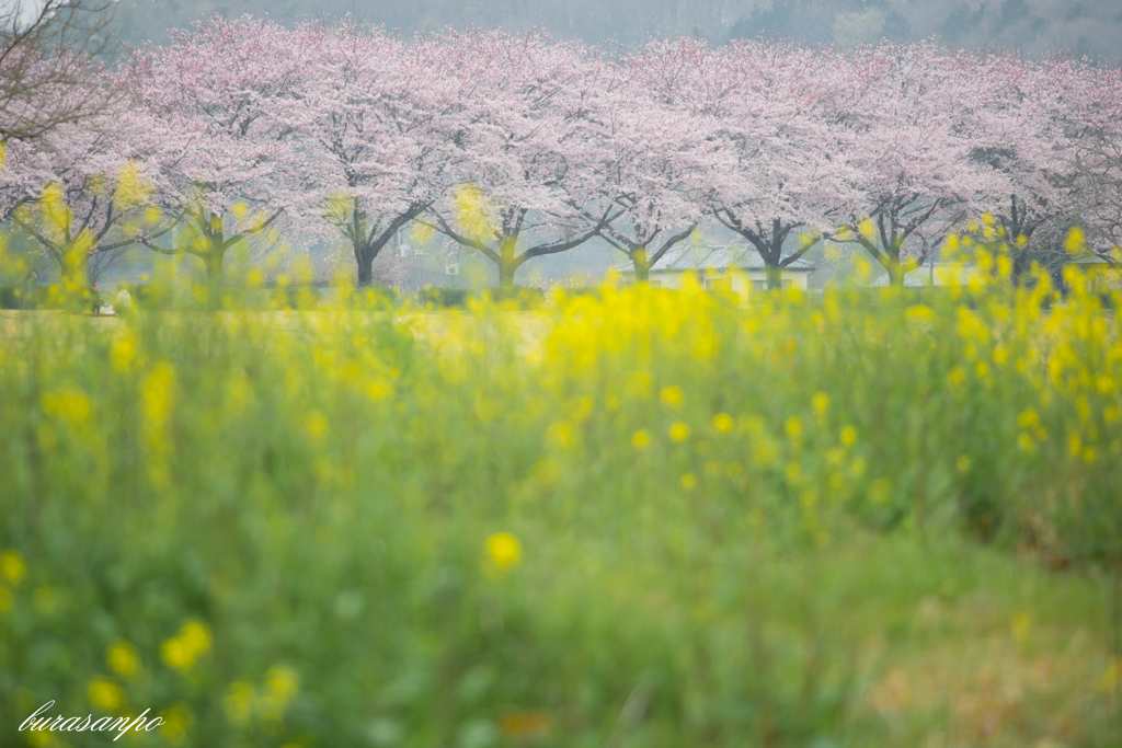 春満開散歩-桜並木-