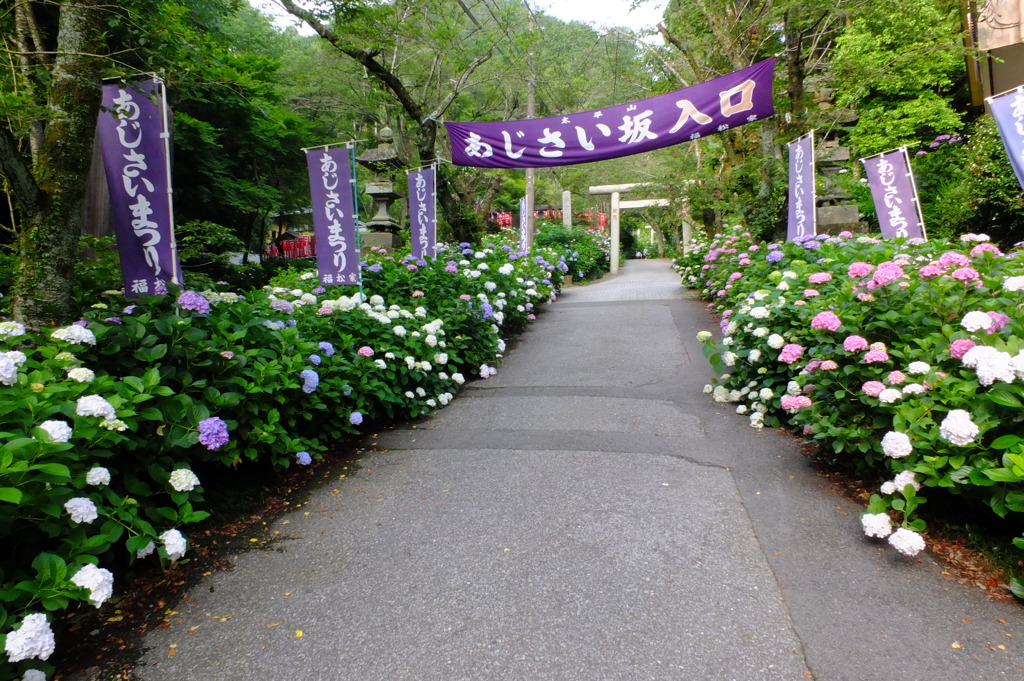 あじさい坂2014開花情報-3-