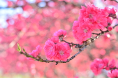 「宮の桜」二日目4