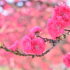 「宮の桜」二日目4