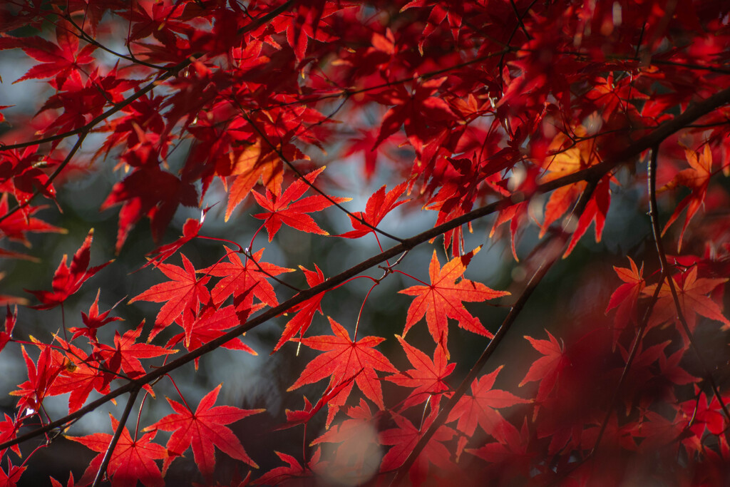 晩秋のいつもの公園散歩3
