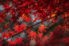 晩秋のいつもの公園散歩3