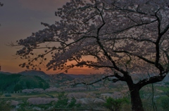 錦着山から望む桜夕景