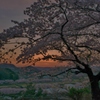 錦着山から望む桜夕景
