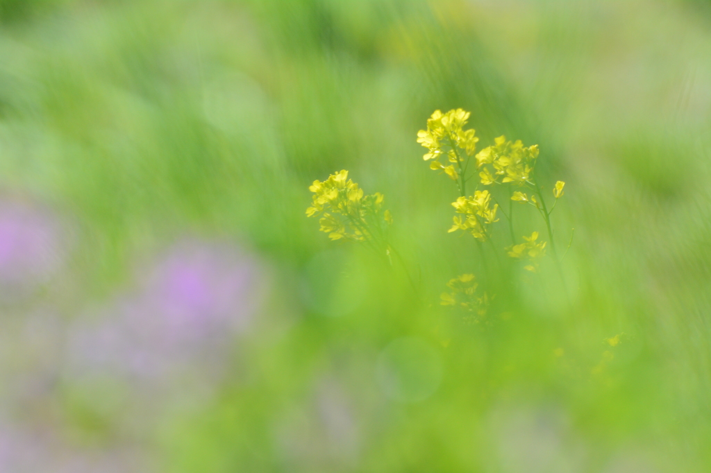 菜の花「いつもの公園」