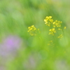 菜の花「いつもの公園」