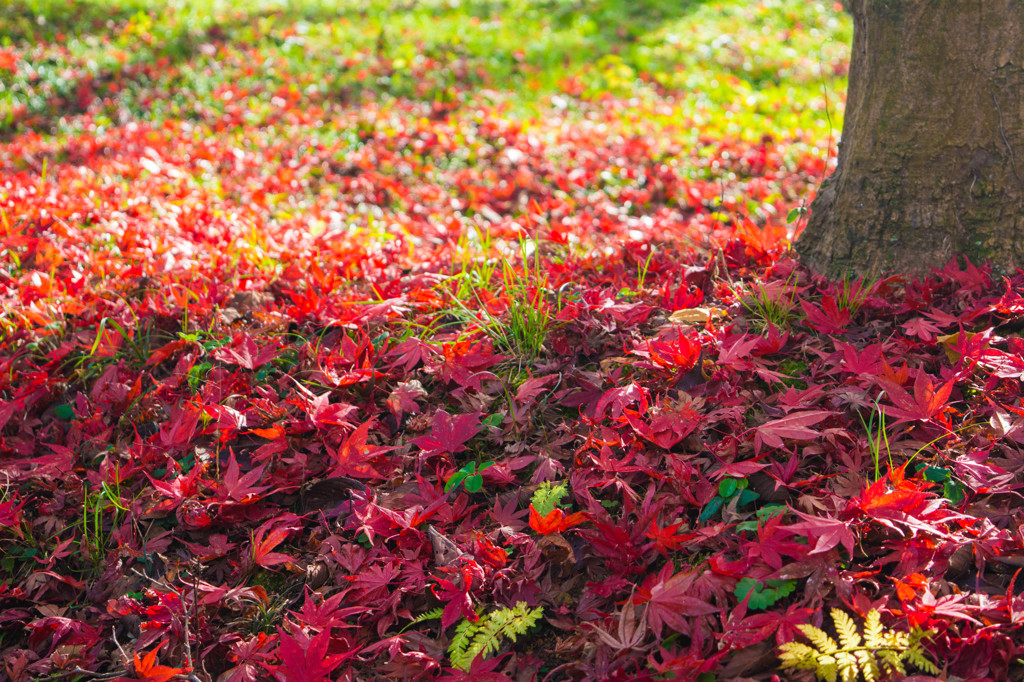 身近な秋-紅葉-5