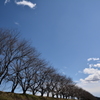 春を待つ桜並木