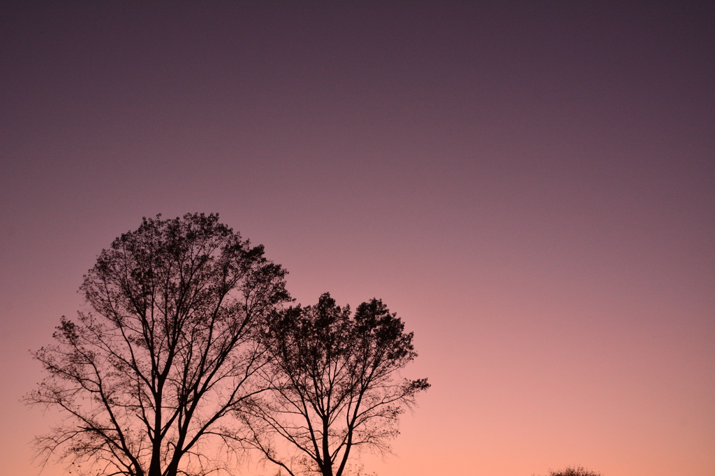 夕暮木