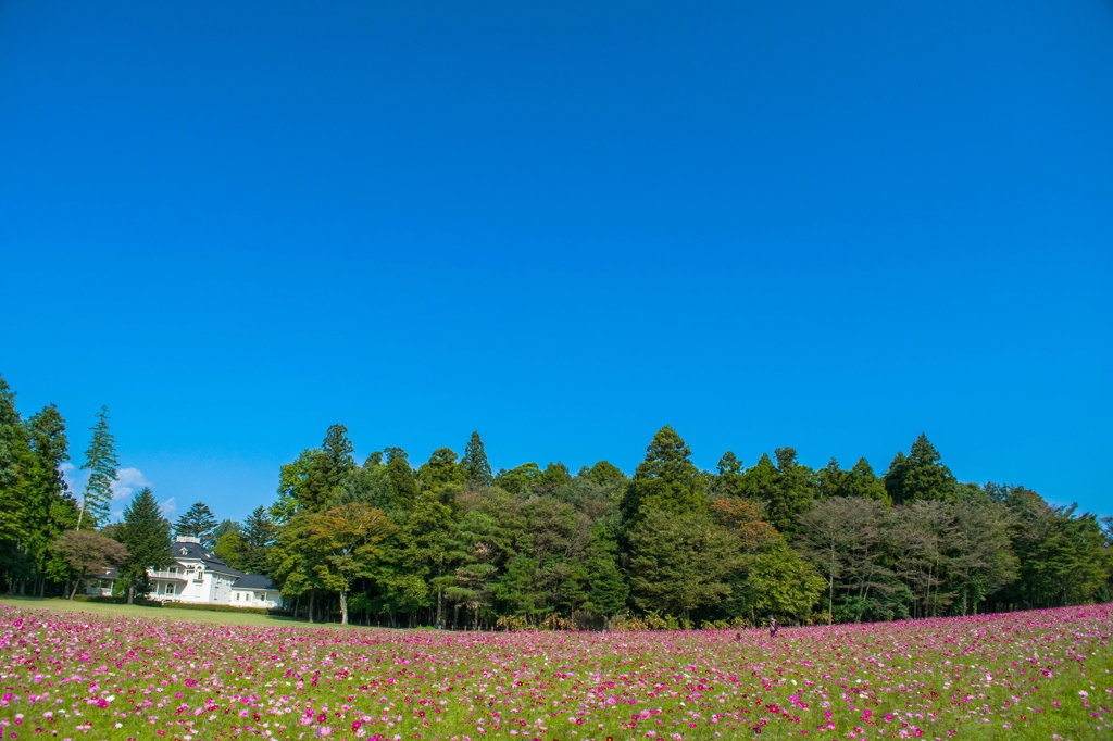 別邸のお花畑