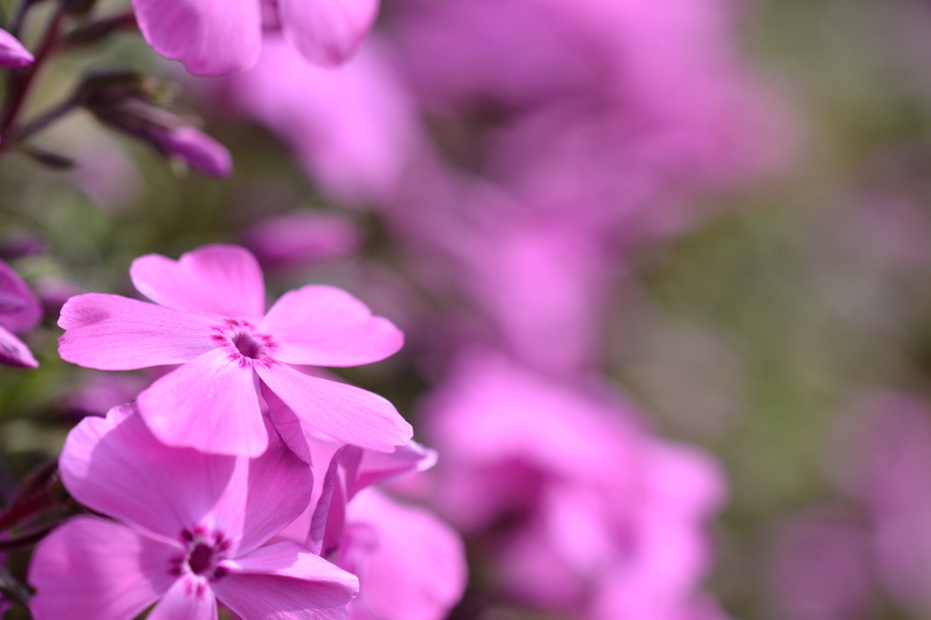 道端の芝桜