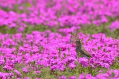 「ヒバリ」-市貝町芝桜公園-