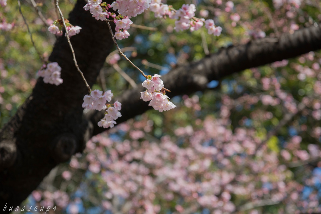 上野公園「カンザクラ」