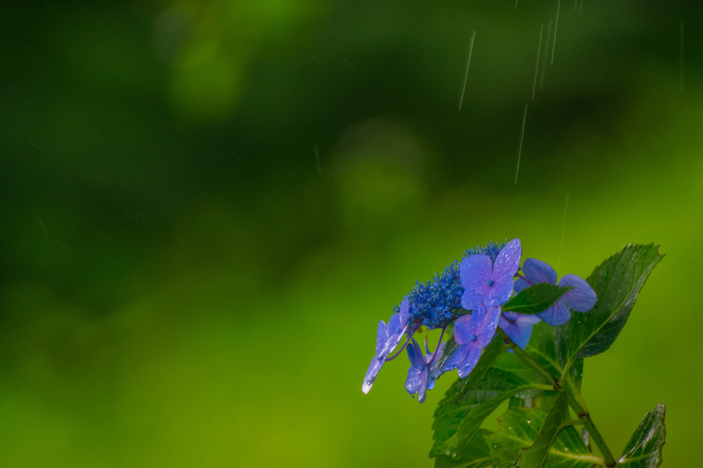 梅雨の演出